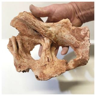 Lb11 - Rare Huge 8.  66  Unidentified Cretaceous Dinosaur Partial Bone Kemkem Beds