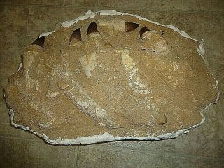 Huge Mosasaur Jaw Bones,  Teeth,  Dinosaur Fossil,  Fossils,  Tooth,  Bone,  Egg 81 - 84 Myo