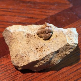 Rare Museum Quality Fine Trilobite Matrix Death Plate Fossil Kankakee,  Illinois