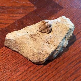 Rare Museum Quality Fine Trilobite Matrix Death Plate Fossil Kankakee,  Illinois 3