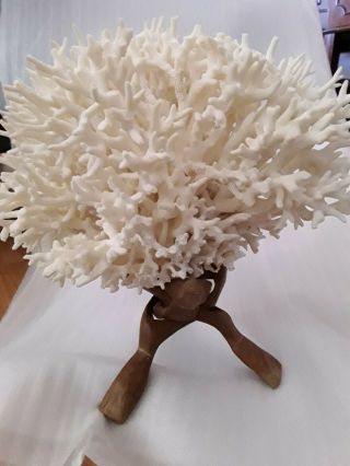 Large Birds Nest Coral With Hand Carved Stand.