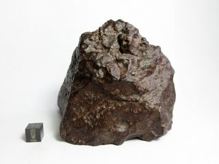 Nwa X Meteorite 894g Colossal Chondrite With Character