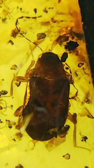 Cretaceous Atypical Unknown Family Of Byrrhoidea Beetle In Burmese Amber Burmite