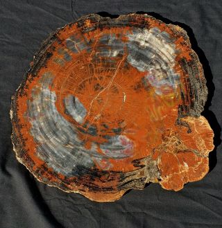 16.  25 Inch Fossil Petrified Wood Red Rainbow Round Arizona