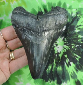 Megalodon Sharks Tooth 4 9/16 " Inch No Restorations Fossil Sharks Tooth Teeth