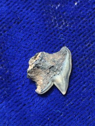 Rare Somniosus Microcephalus Fossil Greenland Shark Tooth Belgium 2