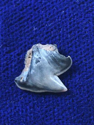 Rare Somniosus Microcephalus Fossil Greenland Shark Tooth Belgium 3
