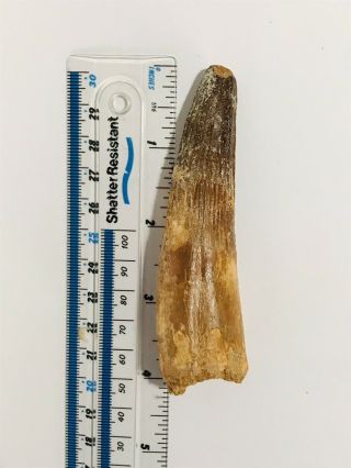 Large Spinosaurus Fossil Dinosaur Tooth 2