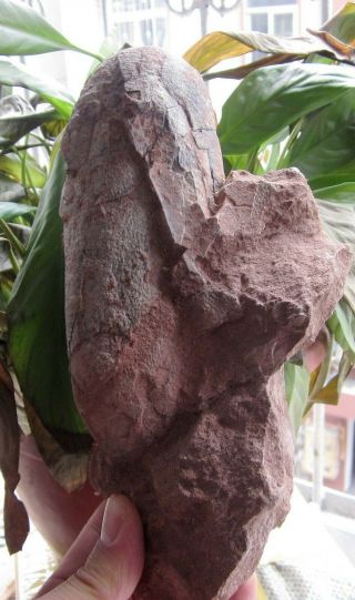 Cretaceous China Ganzhoubiota Theropoda Oviraptor Dinosaur Stone Blackegg Fossil