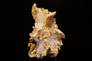 CLASSIC Native Gold with Quartz NOVA SCOTIA,  CANADA 5