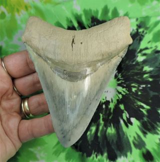 Megalodon Sharks Tooth 4 1/2 " Inch " Blue Site " Fossil Sharks Tooth Teeth