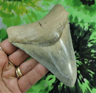 Megalodon Sharks Tooth 4 1/2 