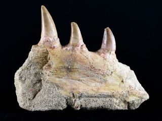 4 " Platecarpus Mosasaur Fossil Tooth Jaw Bone Teeth Cretaceous Dinosaur Era
