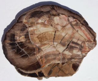 Very Large,  Polished Arizona Petrified Wood Slab - Woodworthia
