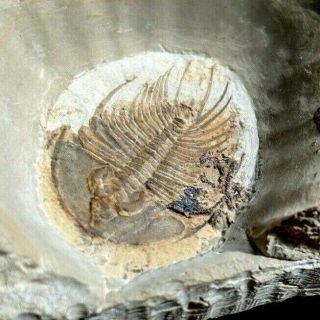 Uncommon Olenellus Fowleri Trilobite Fossil,  Cambrian Nevada