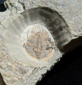 Uncommon Olenellus fowleri trilobite fossil,  Cambrian Nevada 2