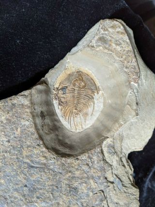 Uncommon Olenellus fowleri trilobite fossil,  Cambrian Nevada 3