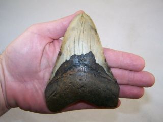 5.  14 " Megalodon Fossil Shark Tooth Teeth - 8.  4 Oz - No Restoration - Not Dinosaur
