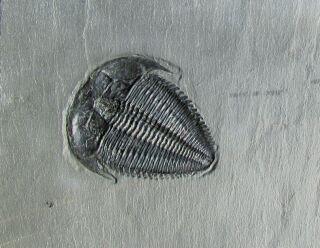 Awesome Amecephalus trilobite fossil WITH Gogia,  Ctenocystis,  and worm 2