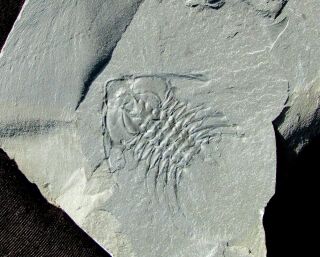 Giant Zacanthoides Grabaui Trilobite Fossil