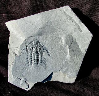 Giant Zacanthoides grabaui trilobite fossil 2