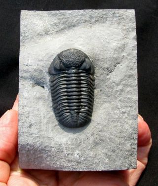 Extinctions -,  Large Eldredgeops Trilobite Fossil From York - Cool