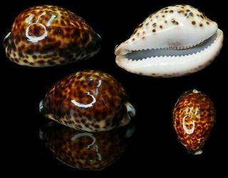 Seashell Cypraea Tigris 91.  22 Merka Somalia Selected