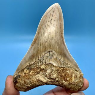 5.  06” Indonesian Megalodon Shark Tooth - Hooked Blade - No Restoration