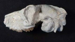 Oligocene White River Fossil Camel Skull Poebrotherium Wilsoni Wyoming