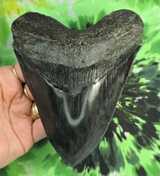 Megalodon Sharks Tooth 5 11/16  Inch Fossil Sharks Teeth Tooth