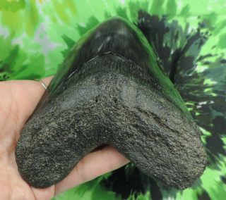 Megalodon Sharks Tooth 5 11/16  inch fossil sharks teeth tooth 4