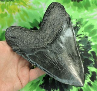 Megalodon Sharks Tooth 5 11/16  inch fossil sharks teeth tooth 6