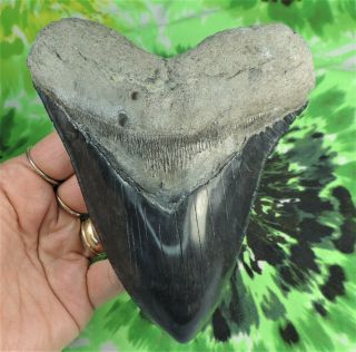 Megalodon Sharks Tooth 5 3/4  Inch Fossil Sharks Teeth Tooth