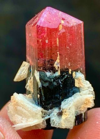 42.  0 C.  T Tourmaline Natural Terminated Bi Color Crystals Bunch Specimen.