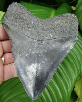 Megalodon Shark Tooth - Over 5 & 1/4 In.  - Real Fossil - Huge - No Restoration