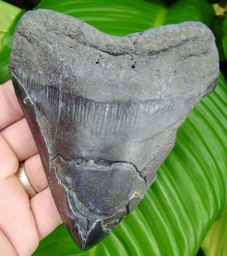 Megalodon Shark Tooth - OVER 5 & 1/4 in.  - REAL FOSSIL - HUGE - NO RESTORATION 2