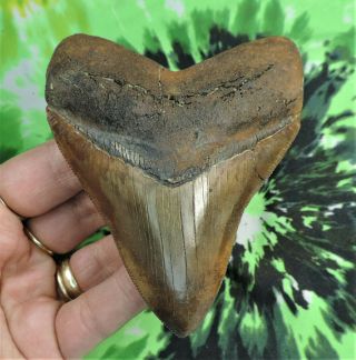 Megalodon Sharks Tooth 4 1/8 " Inch Meherrin No Restorations Fossil Sharks Teeth
