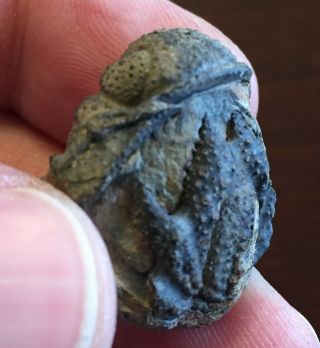 Ultra Rare Complete Fossil Lichid Trilobite Belenopyge Bolivia Devonian
