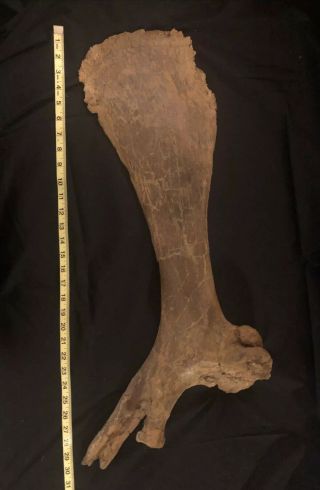 Duckbill Dinosaur Edmontosaurus Ischium Bone Hell Creek Formation South Dakota