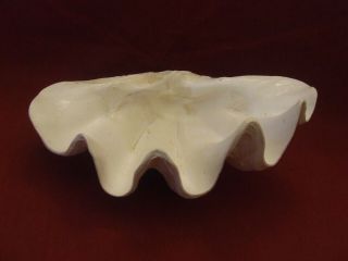 Giant Killer Clam Shell Tridacna Gigas Beautifully Polished Undulating Teeth 12 "