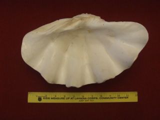 Giant Killer Clam Shell Tridacna Gigas Beautifully Polished Undulating Teeth 12 