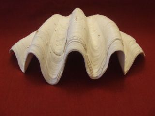 Giant Killer Clam Shell Tridacna Gigas Beautifully Polished Undulating Teeth 12 
