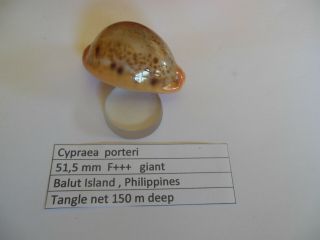 Cypraea Porteri 51,  5 Mm F,  Giant