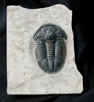 Extinctions - Textbook Asaphiscus Trilobite Fossil,  Utah - No Restoration