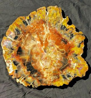Large 20 Inch Fossil Petrified Wood Rainbow Round With Branch Arizona