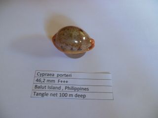 Cypraea Porteri 46,  2 Mm