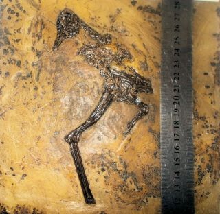 Fine Rare 16cm Near - Complete Bird: Messelornis Cristata; Complete Skull​ Intact.