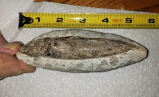Fossil Fish Vinctifer Comptoni From The Santana Formation Brazil With Scales 5 "