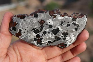 Seymchan Meteorite Pallasite Full Slice 110.  6 Grams