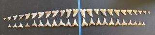 Artificial Dentition Fossil Isurus Planus Shark Teeth - Sharktooth Hill